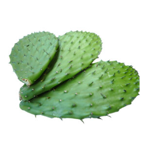Nopal con espinas